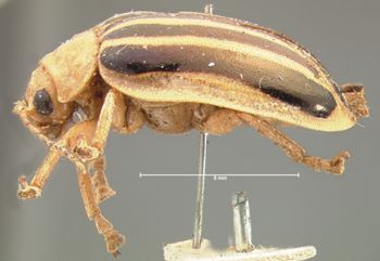 Media type: image; Entomology 17534   Aspect: habitus lateral view